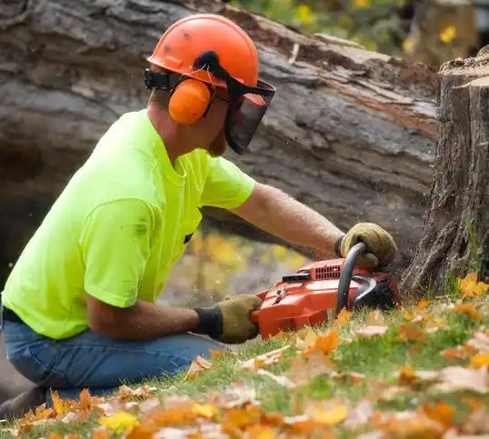 tree services Pandora